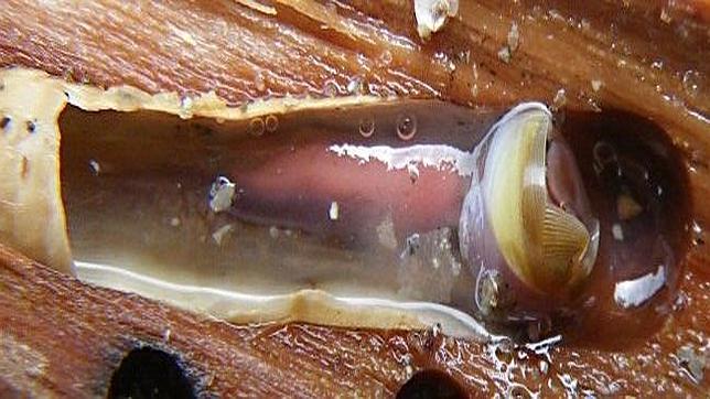 Cinco inventos inspirados en la naturaleza